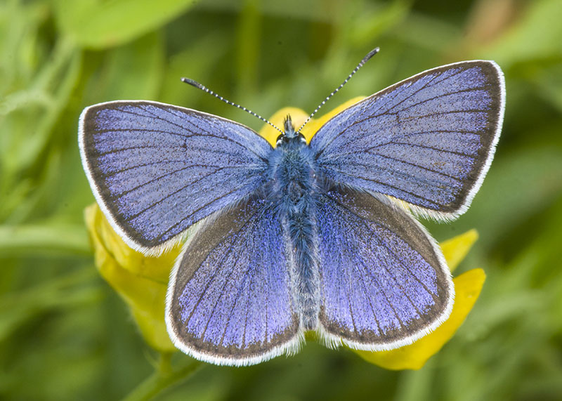 Lycaenidae: Cyaniris semiargus ?  S !